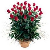 Ankara Şentepe Çiçekçi firma ürünümüz Eşsiz ve harukulade güller Ankara çiçek gönder firması şahane ürünümüz