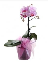 1 dal pembe orkide saksı çiçeği Ankara kaliteli taze ve ucuz çiçekler