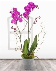 2 dallı mor orkide saksı çiçeği Ankara ucuz çiçek gönder