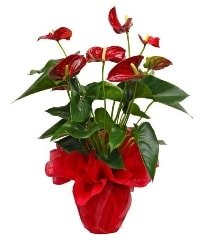Görsel antoryum saksı çiçeği Ankara online çiçek gönderme sipariş