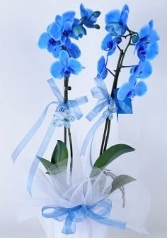2 dallı mavi orkide Ankara internetten çiçek satışı