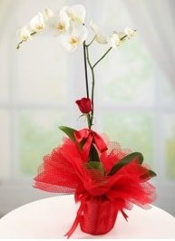 Tek dal beyaz orkide tek dal kırmızı gül Ankara internetten çiçek satışı