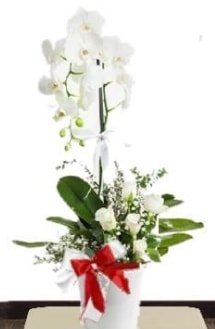 Tek dallı beyaz orkide 5 beyaz gül Ankara Kızılay çiçek siparişi sitesi