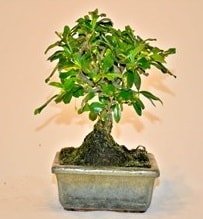 Küçük Bonsai japon ağacı saksı bitkisi Ankara çiçek satışı