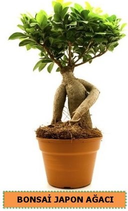 ginseng bonsai saksı bitkisi Ankara internetten çiçek siparişi
