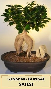 İthal Ginseng bonsai satışı japon ağacı Ankara Kızılay çiçek siparişi sitesi
